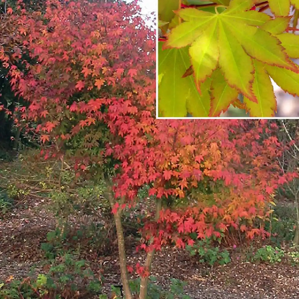 ACER palmatum