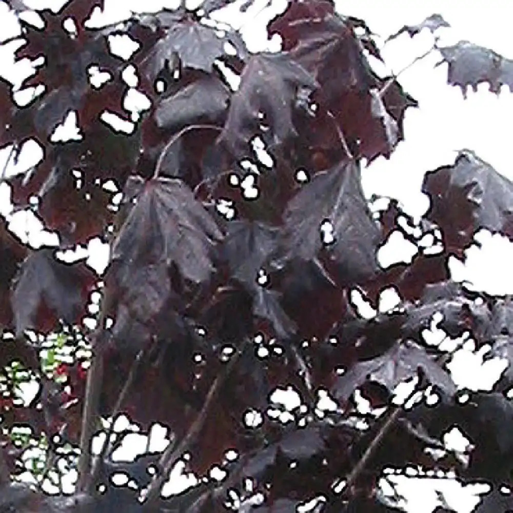 ACER platanoides 'Crimson King'