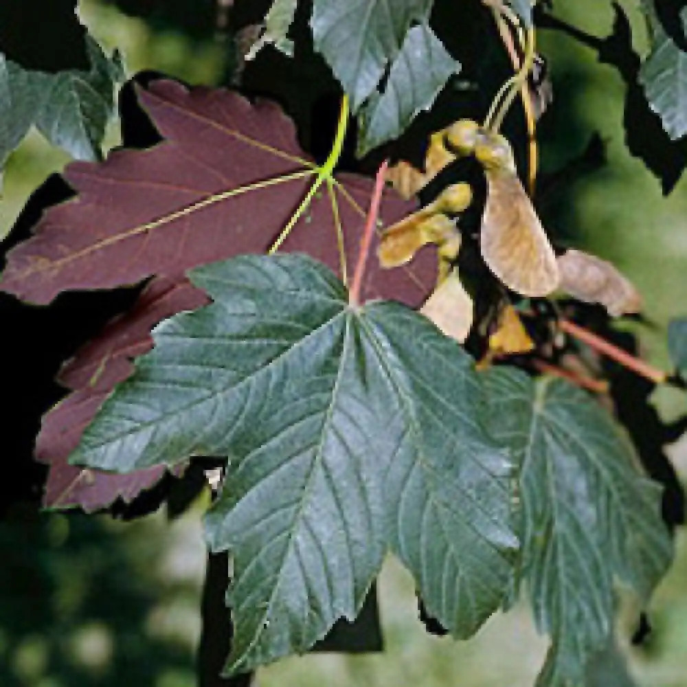 ACER pseudoplatanus 'Atropurpureum'