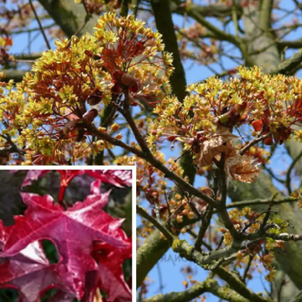 ACER platanus 'Fassen Black'