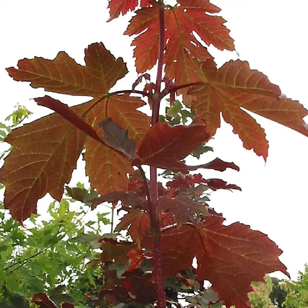 ACER pseudoplatanus 'Purpureum'