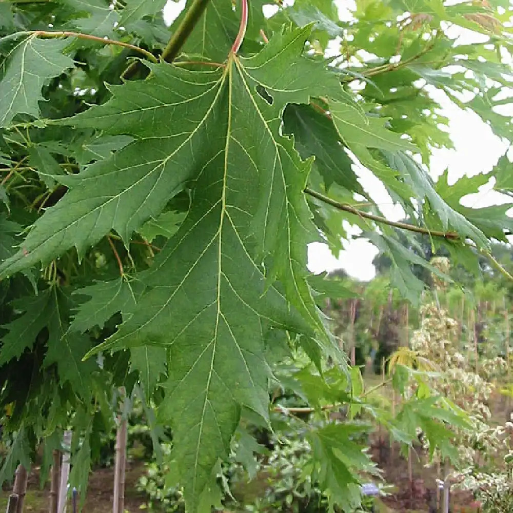 ACER saccharinum 'Laciniatum Wieri'