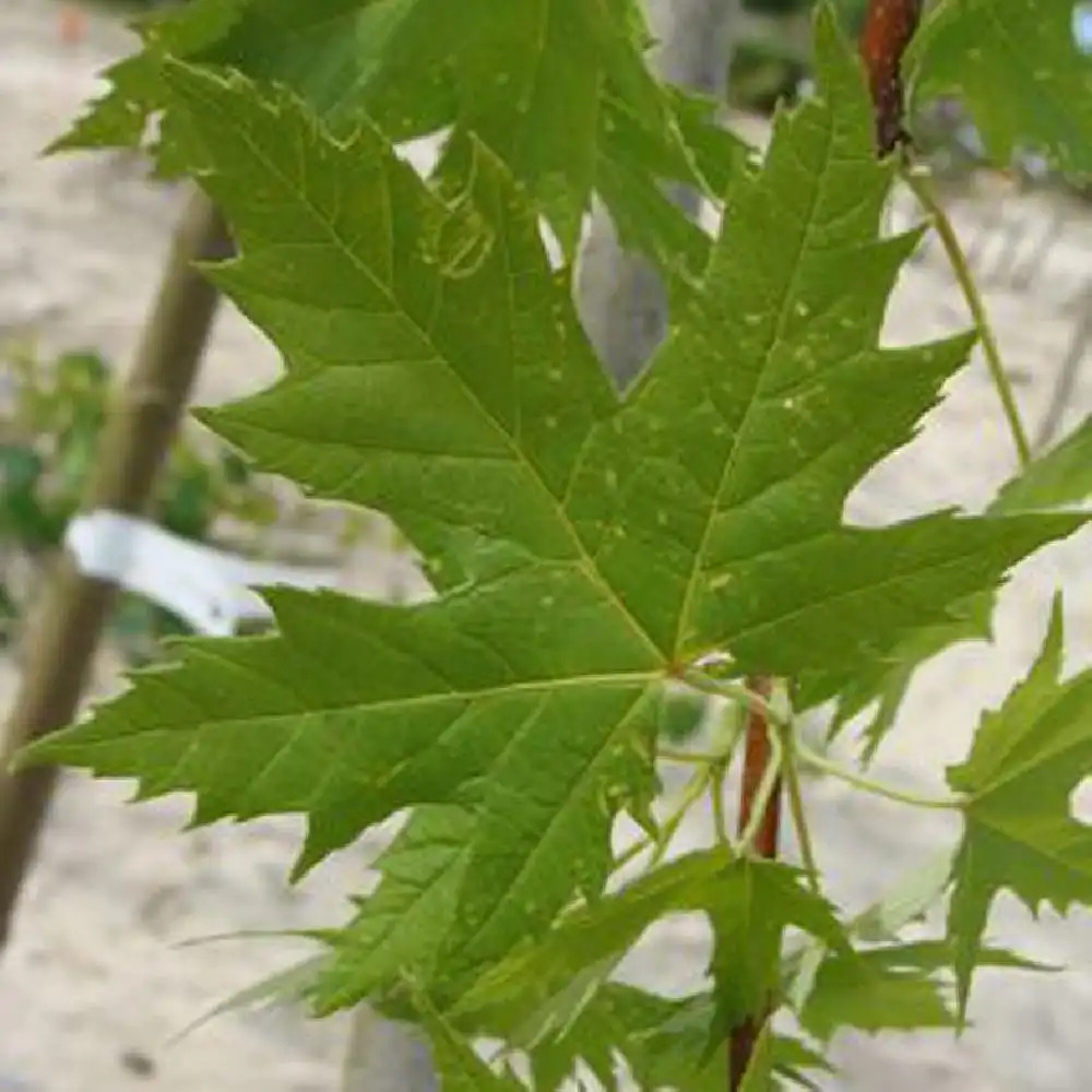 ACER saccharinum 'Pyramidale'