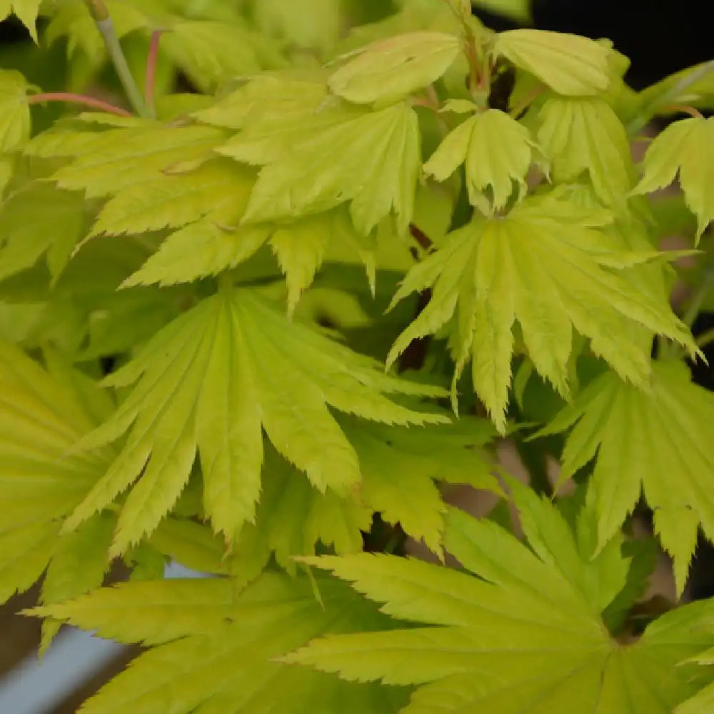 ACER shirasawanum 'Aureum'