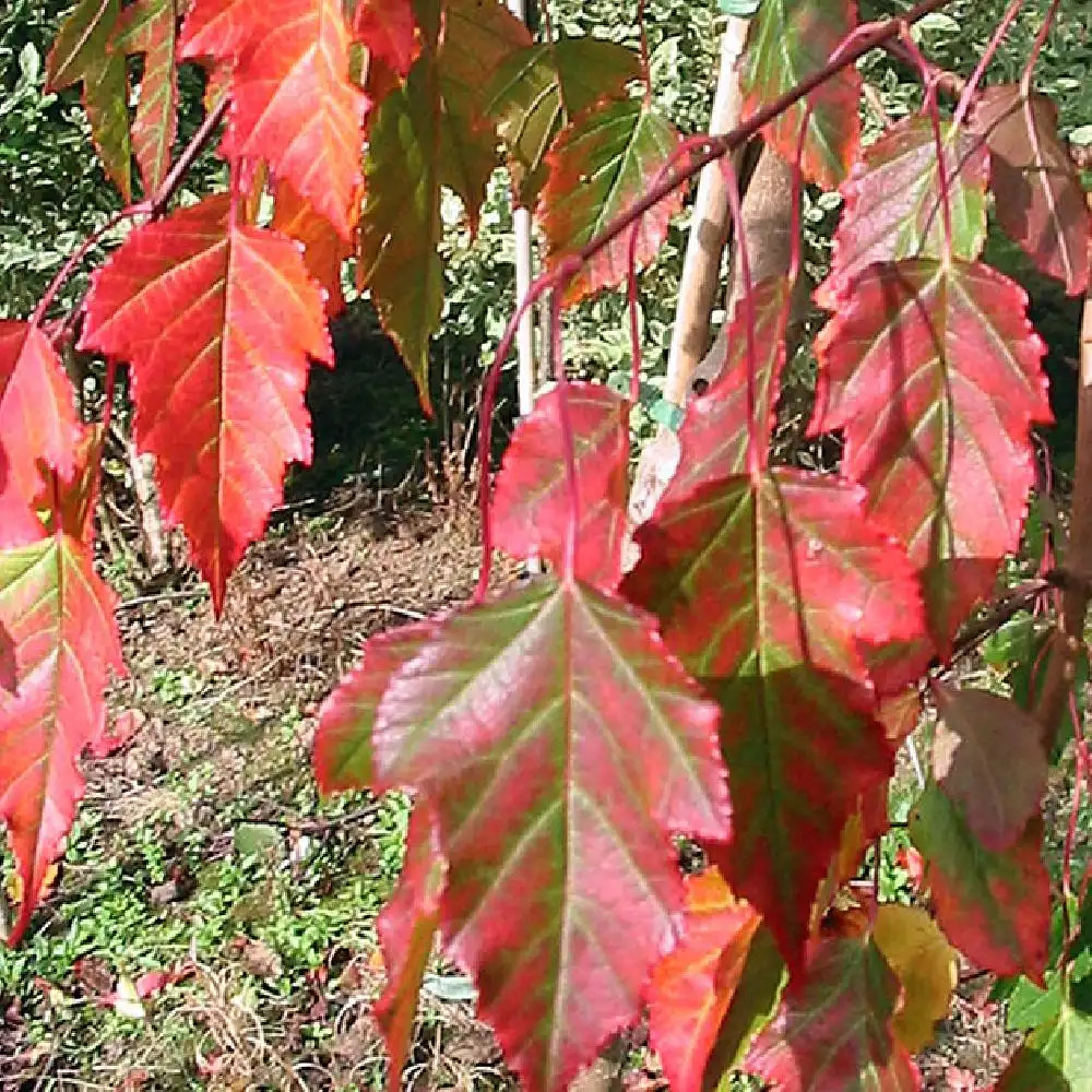 ACER tataricum subsp. ginnala