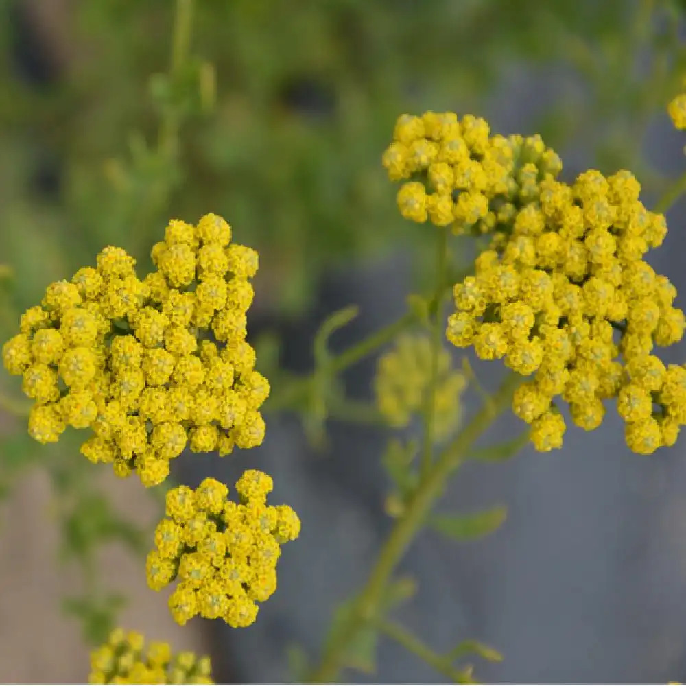 ACHILLEA ageratum