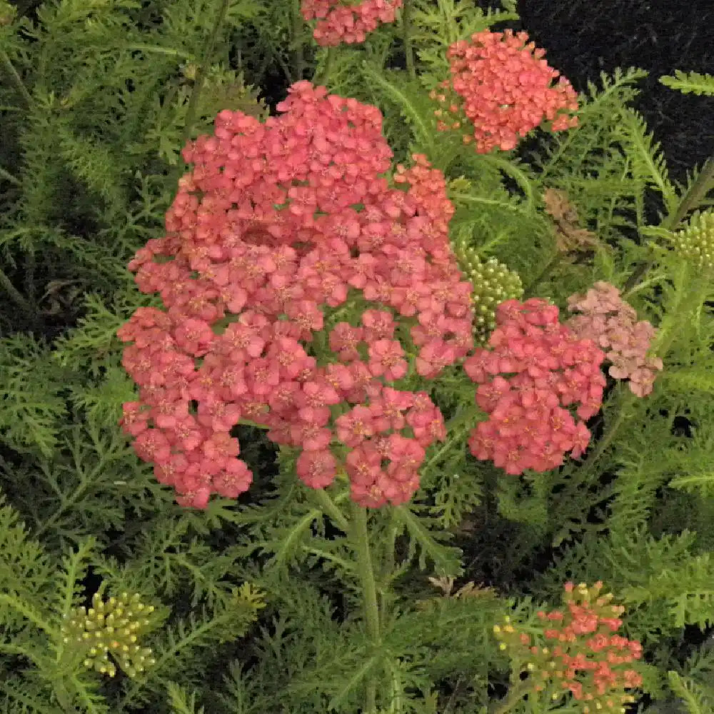 ACHILLEA 'Apricot Delight'