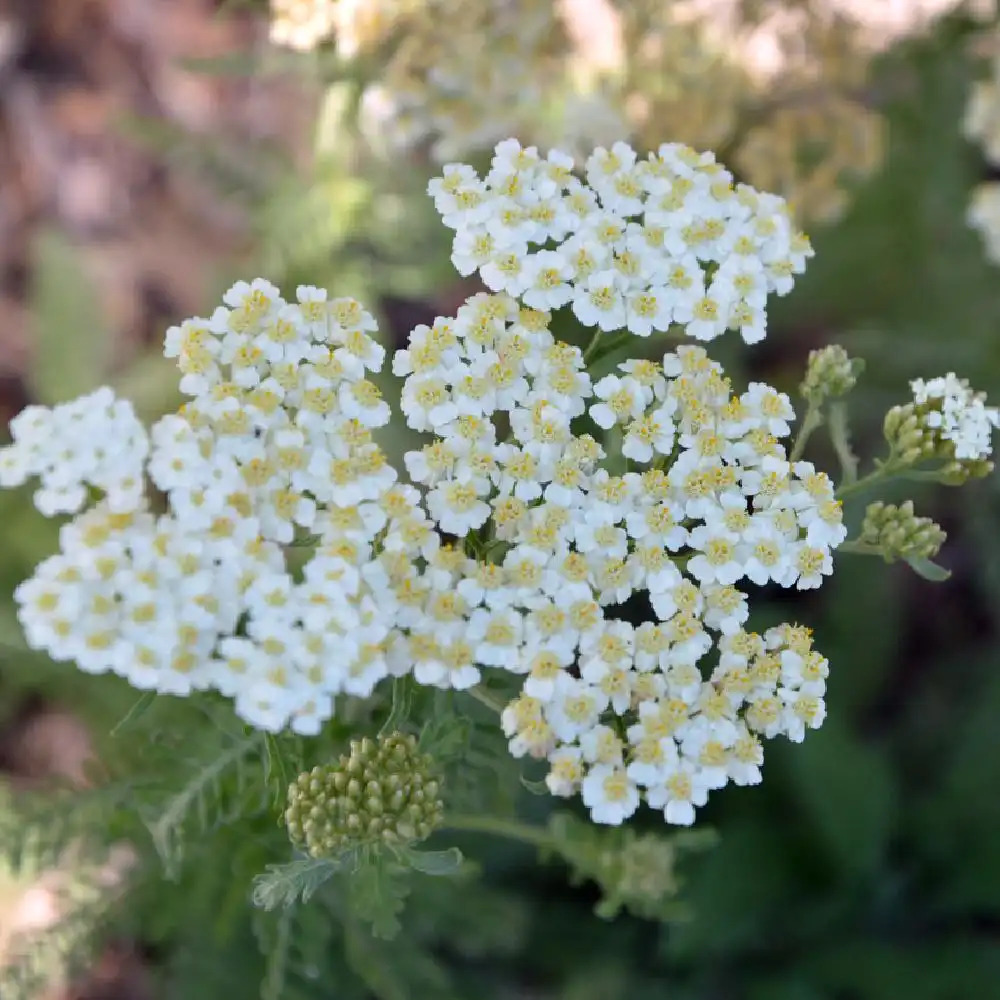 ACHILLEA crithmifolia