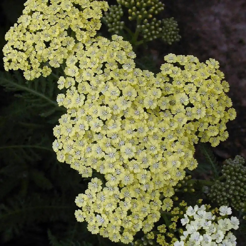 ACHILLEA 'Credo'