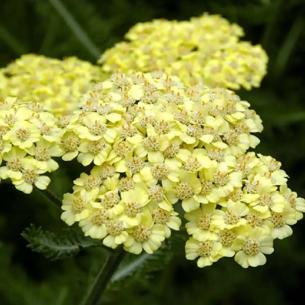 ACHILLEA 'Desert Eve Light Yellow'