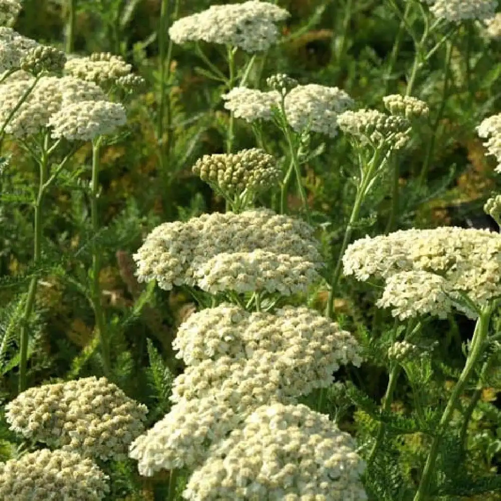 ACHILLEA 'Desert Eve Cream'