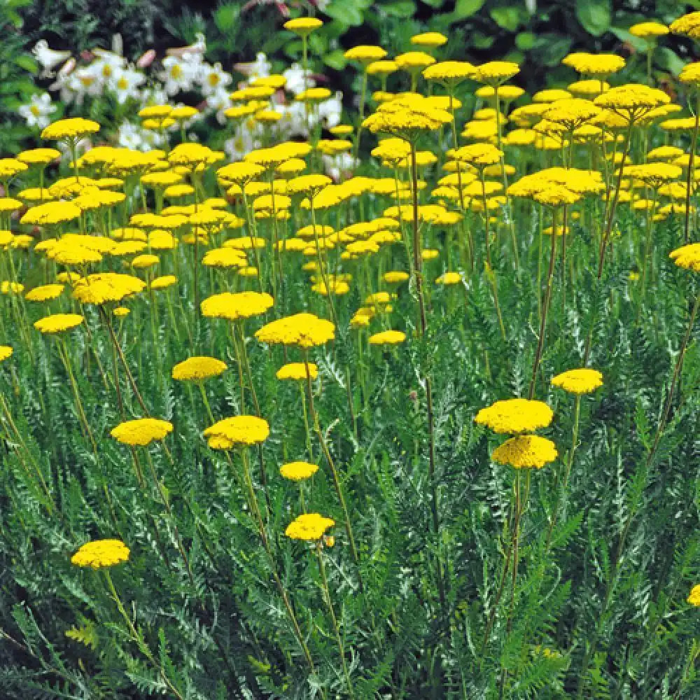 ACHILLEA filipendulina 'Cloth of Gold'