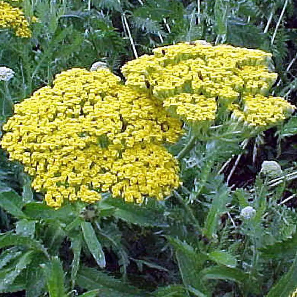 ACHILLEA filipendulina 'Parker's Variety'