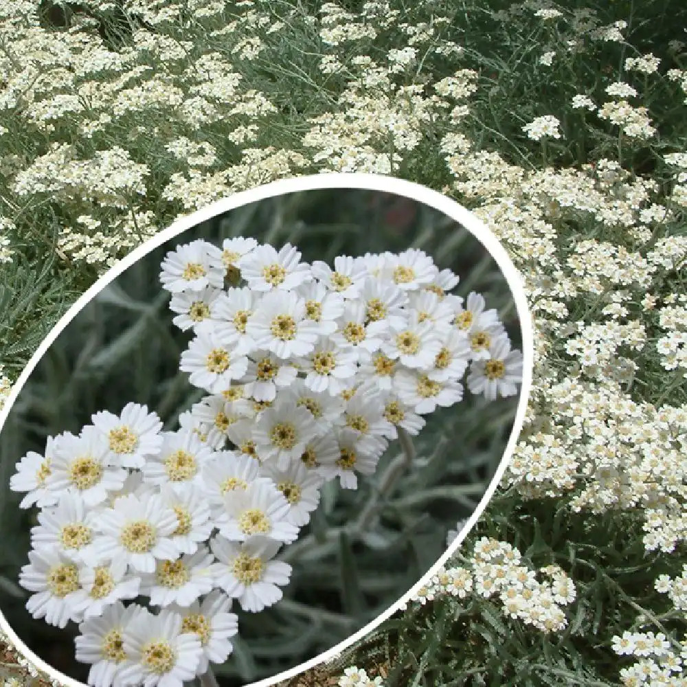 ACHILLEA kellereri