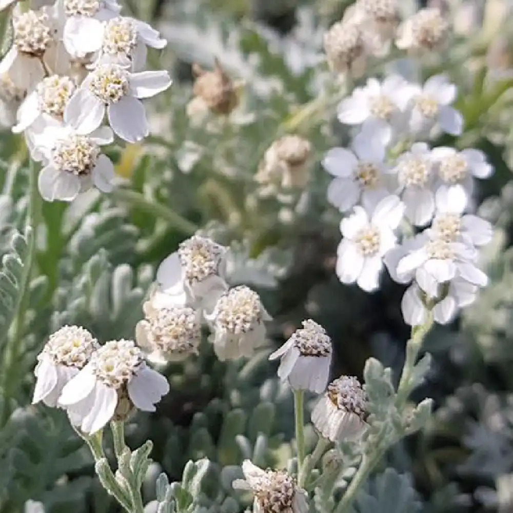 ACHILLEA kolbiana