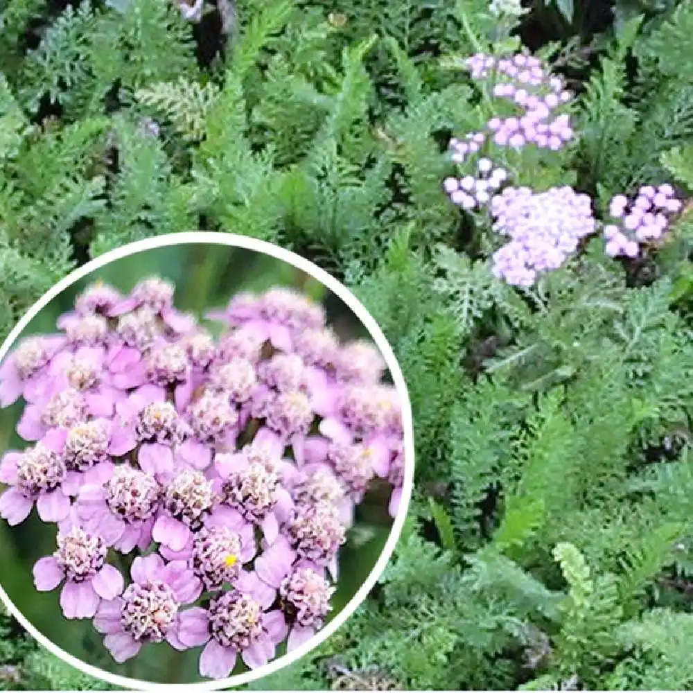 ACHILLEA millefolium 'Apple Blossom'