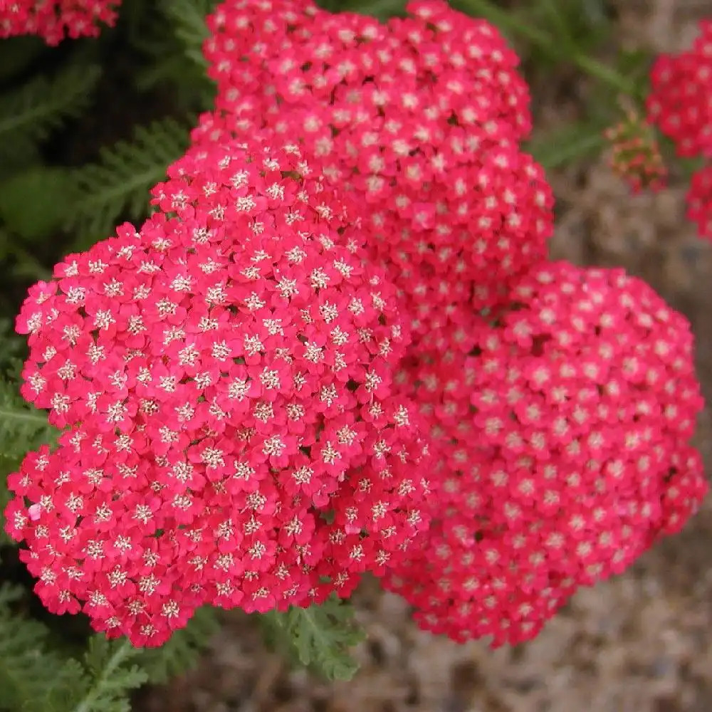 ACHILLEA millefolium 'Braise'