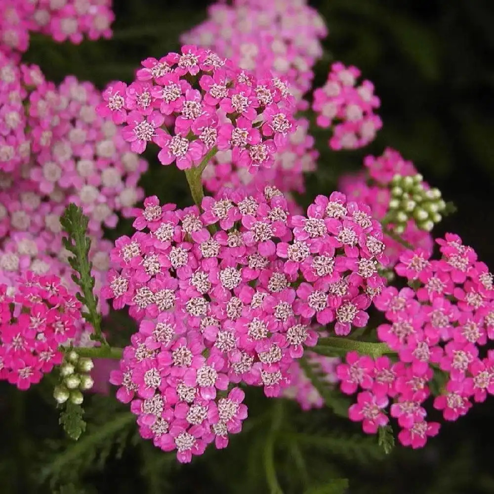 ACHILLEA millefolium 'Cerise Queen'