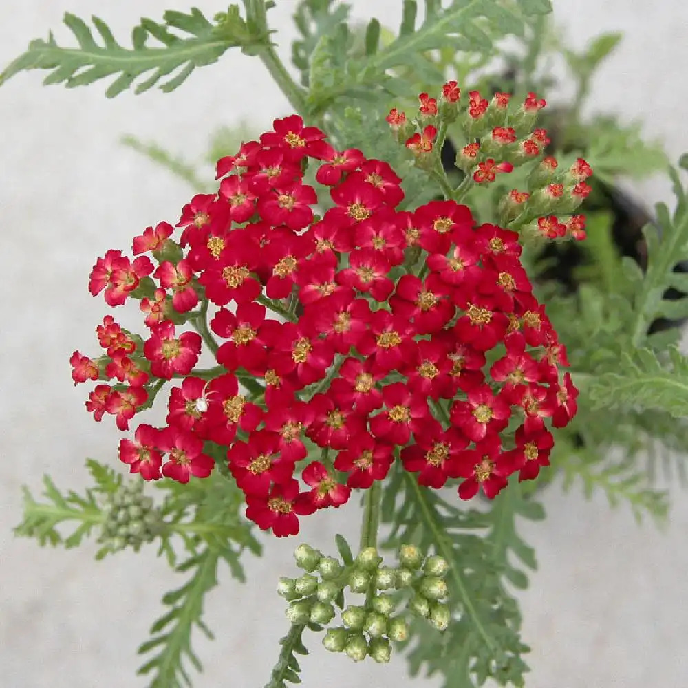 Plantes Vivaces ACHILLEA millefolium - Achillée millefeuille en vente -  Pépinière Lepage