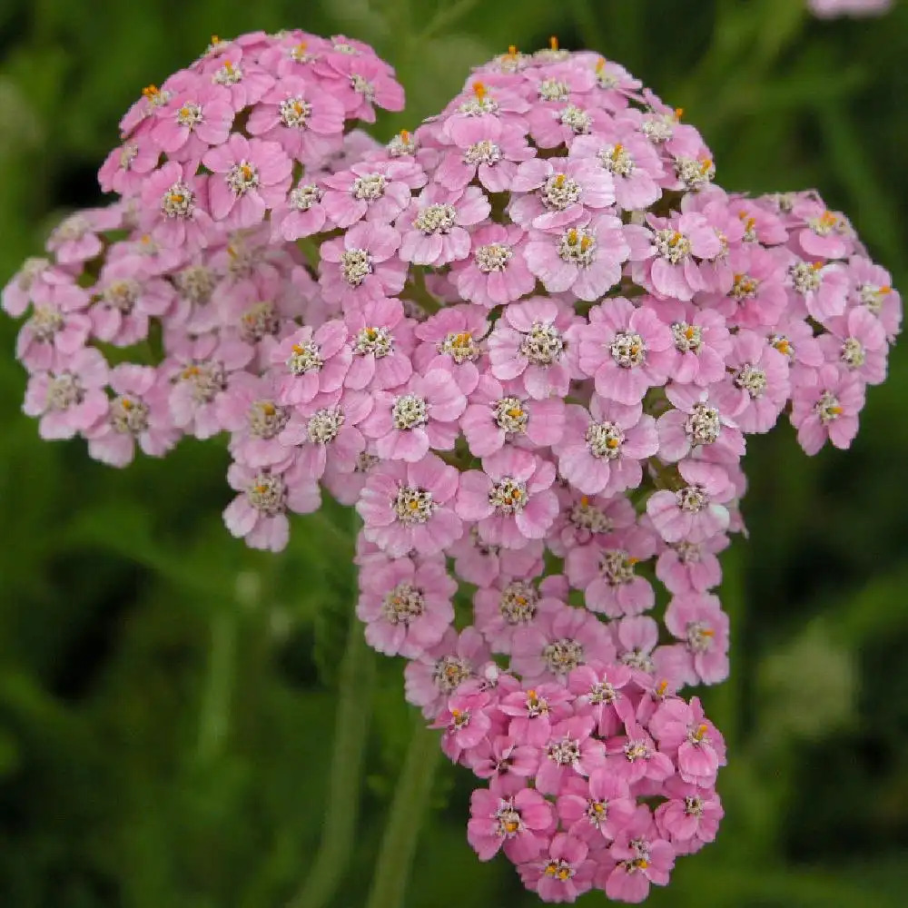 ACHILLEA millefolium 'Lilac Beauty'