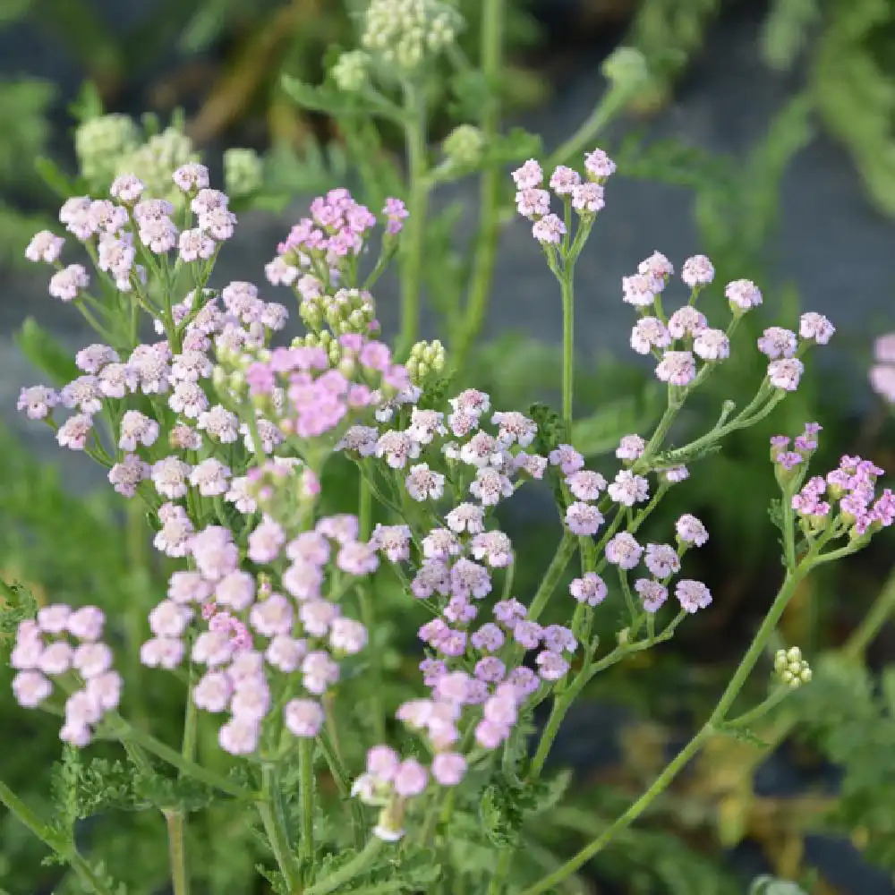 Plantes Vivaces ACHILLEA millefolium - Achillée millefeuille en vente -  Pépinière Lepage