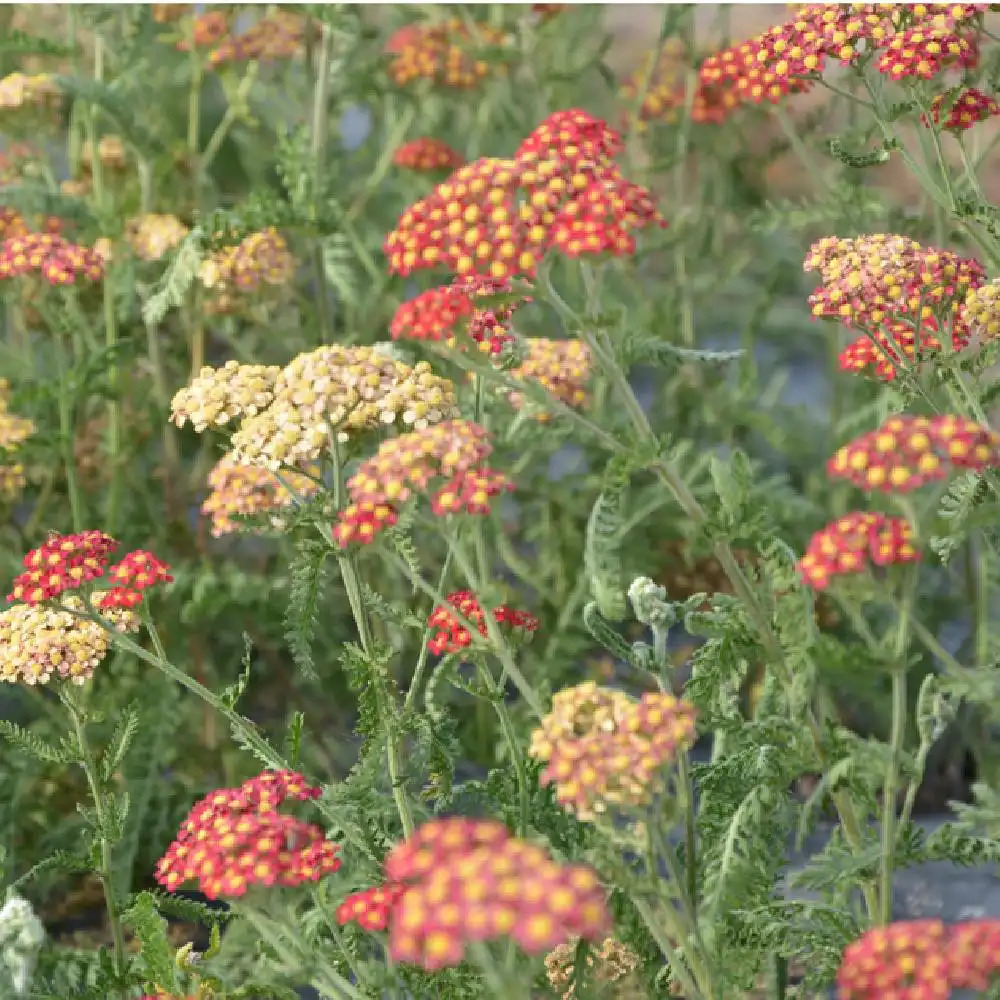 ACHILLEA MILLEFOLIUM 'PAPRIKA' - ACHILLÉE MILLEFEUILLE 'PAPRIKA