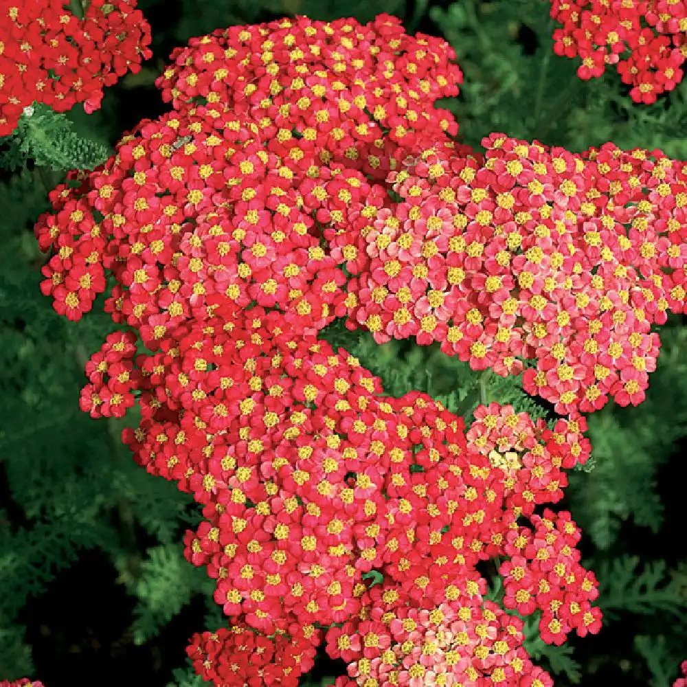ACHILLEA millefolium 'Paprika' image 4