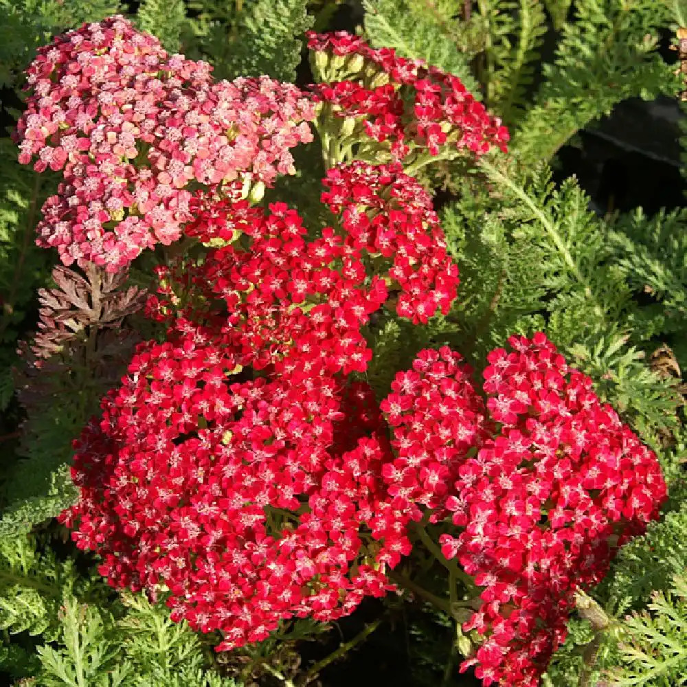 ACHILLEA millefolium 'Red Velvet'