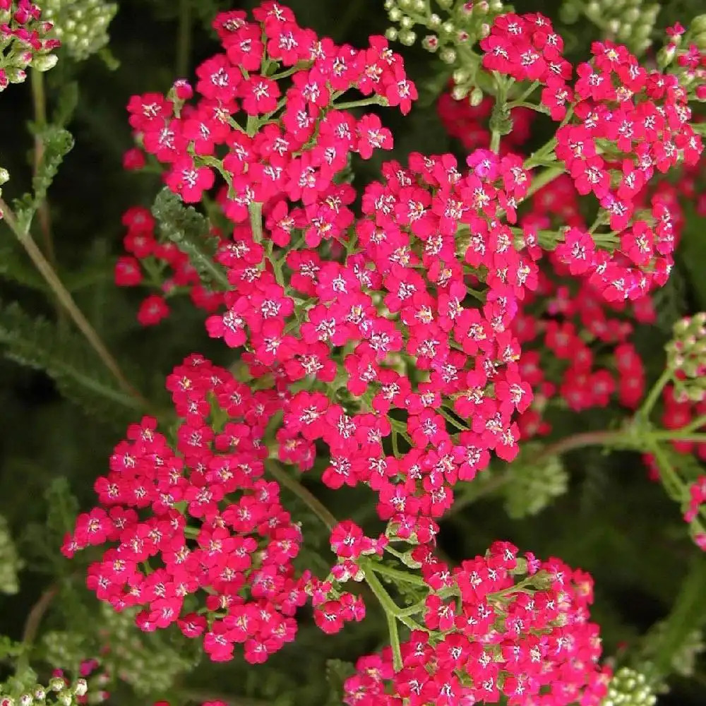 ACHILLEA millefolium 'Red Beauty'