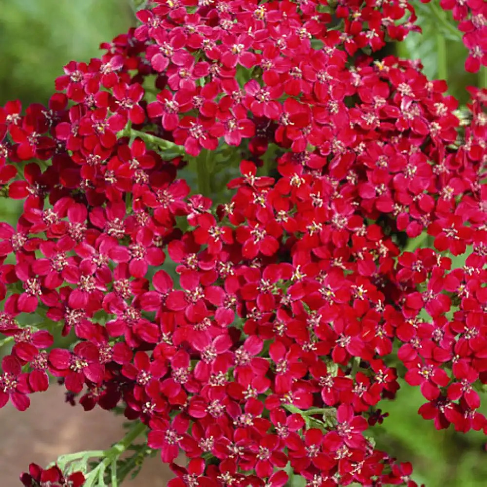 ACHILLEA millefolium 'Sammetriese'