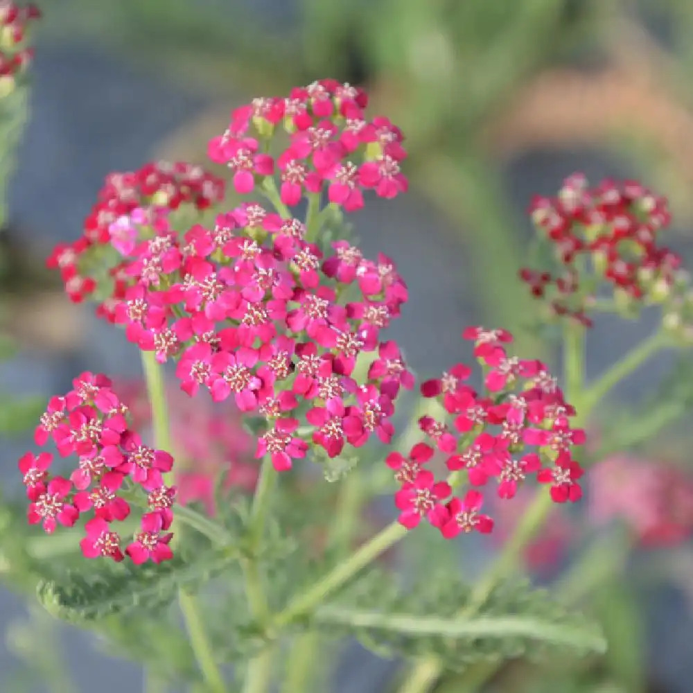 Plantes Vivaces ACHILLEA millefolium - Achillée millefeuille en vente -  Pépinière Lepage