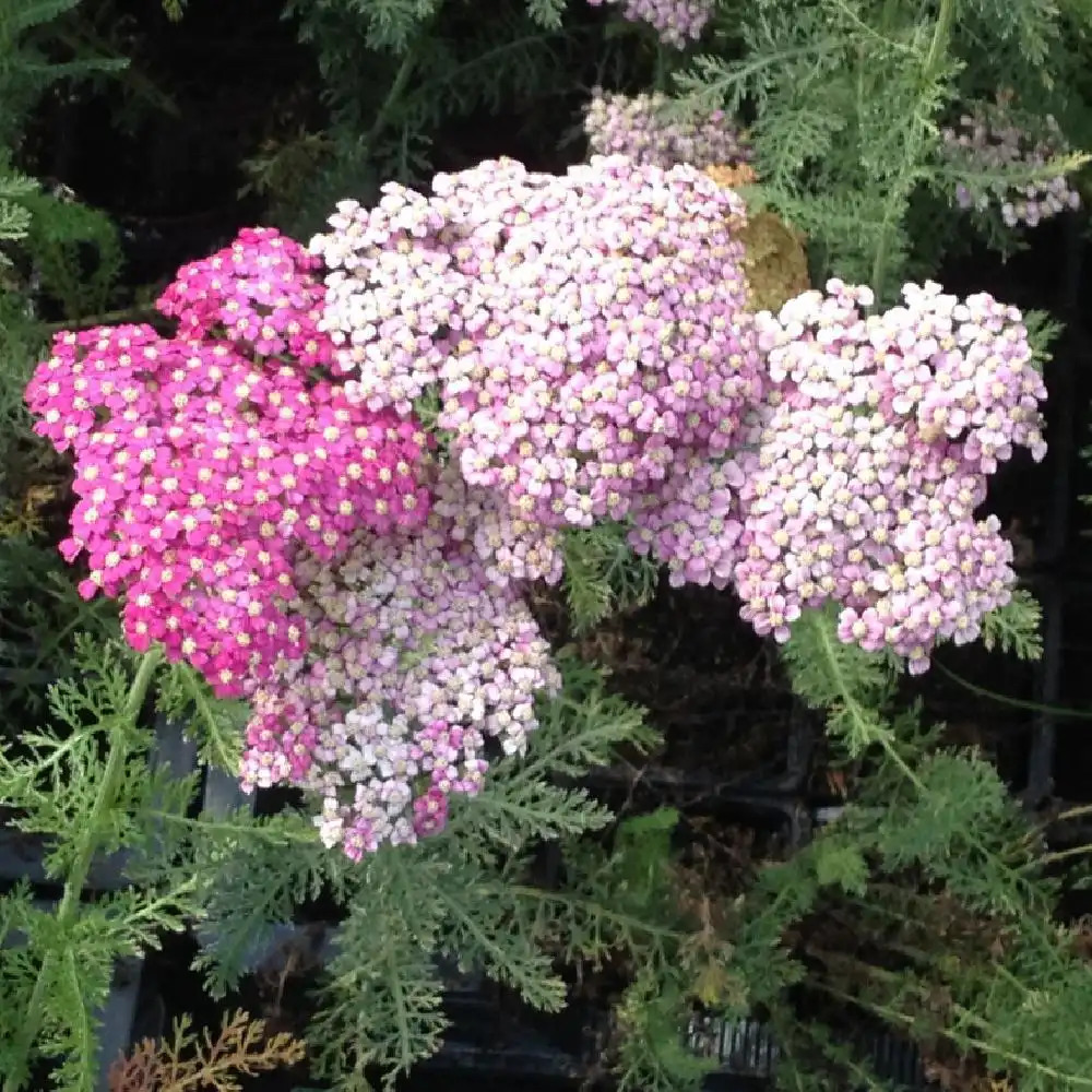 Achillée millefeuille (Achillea millefolium) : fleur, plantation, entretien