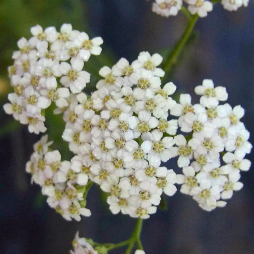 ACHILLEA millefolium