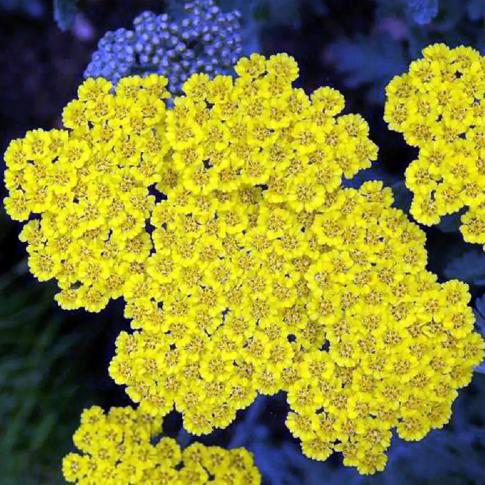 ACHILLEA 'Moonshine'