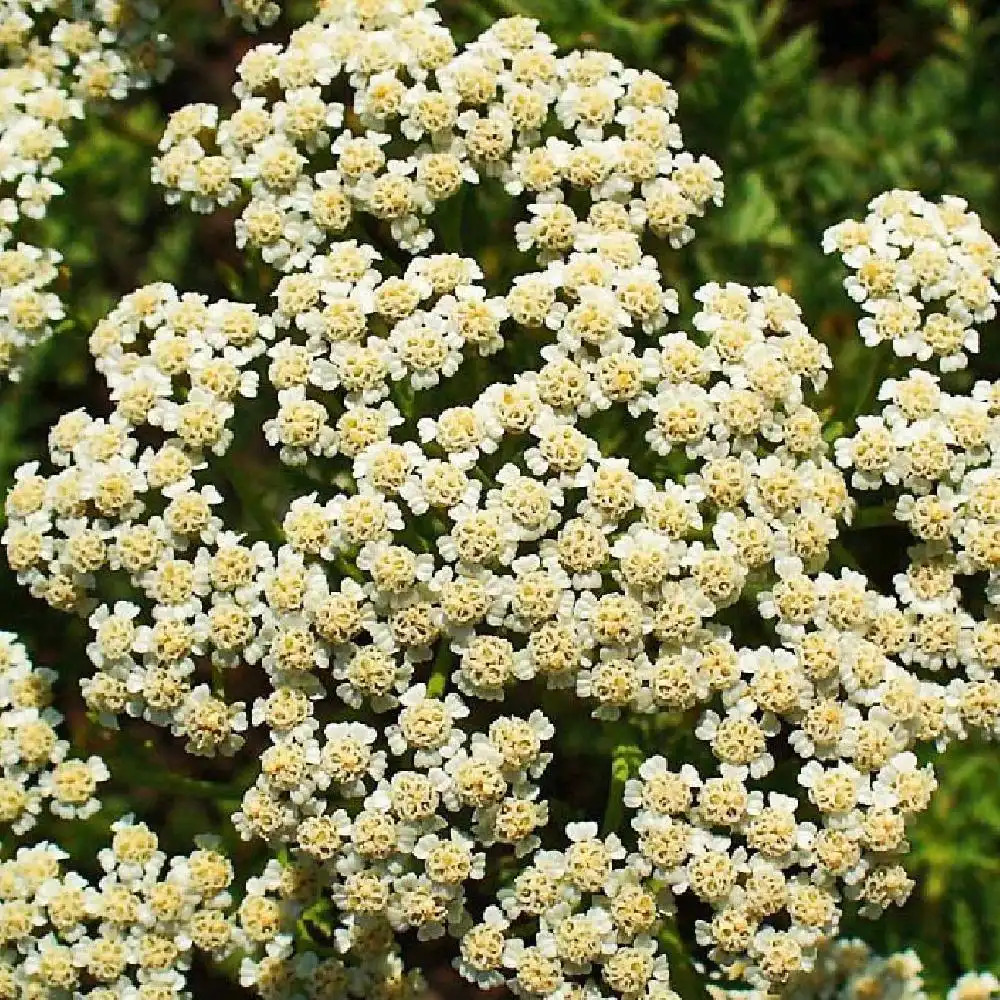 Achillea millefolium 'White Beauty' - Vente Achillée millefeuille blanche