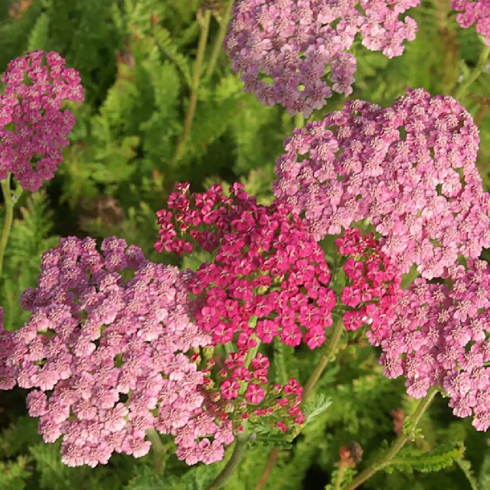 ACHILLEA 'Pink Grapefruit'