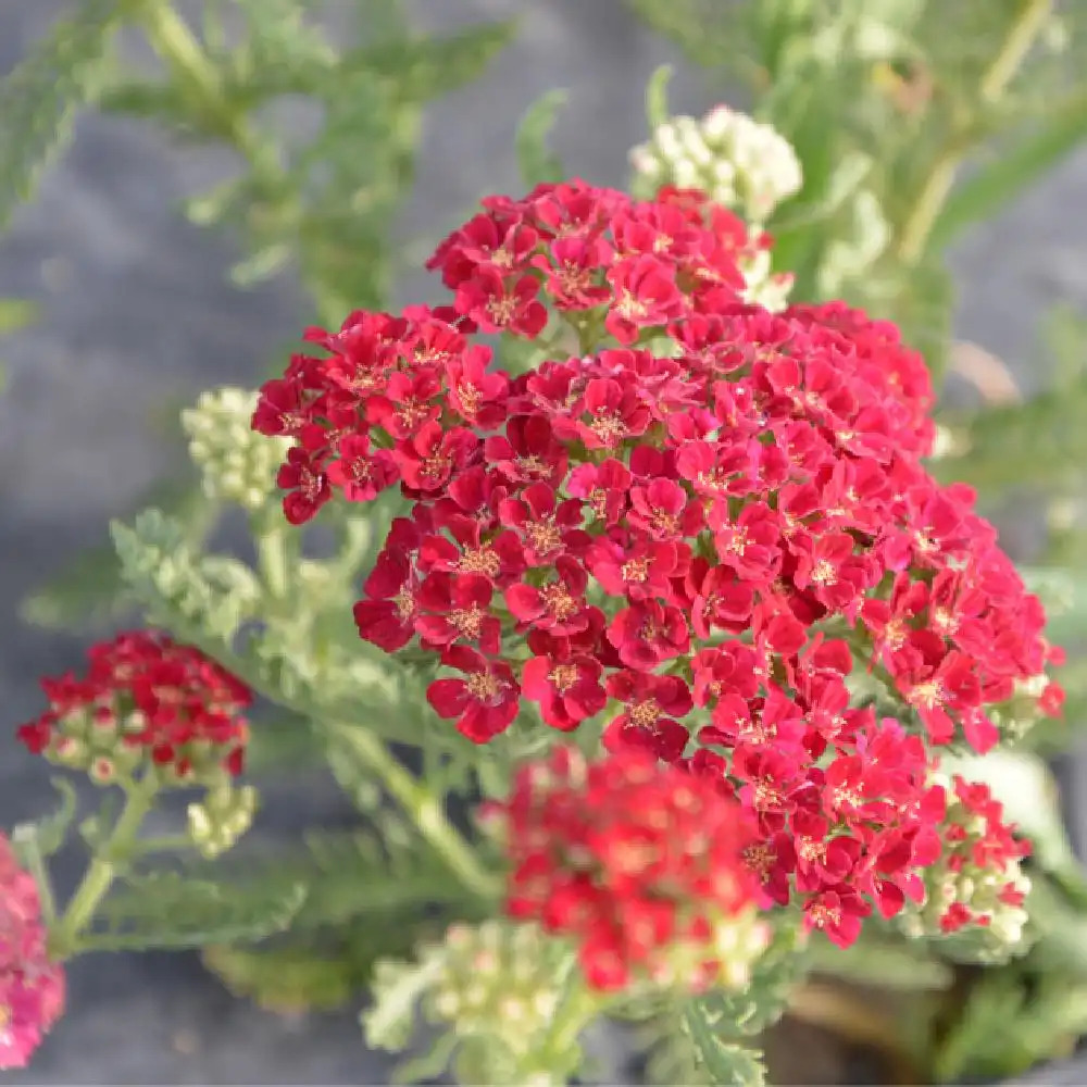 Achillée millefeuille Pomegranate - Achillea millefolium pomegranate