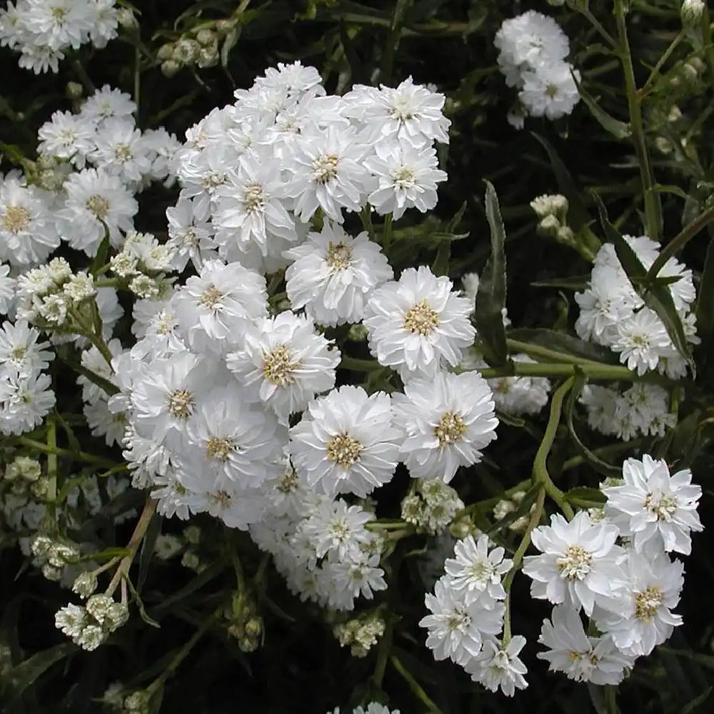 ACHILLEA ptarmica 'Boule de Neige'