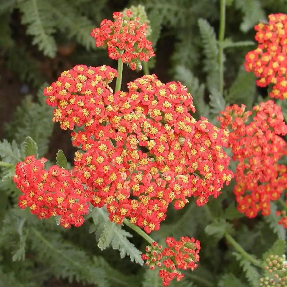 ACHILLEA 'Safran'