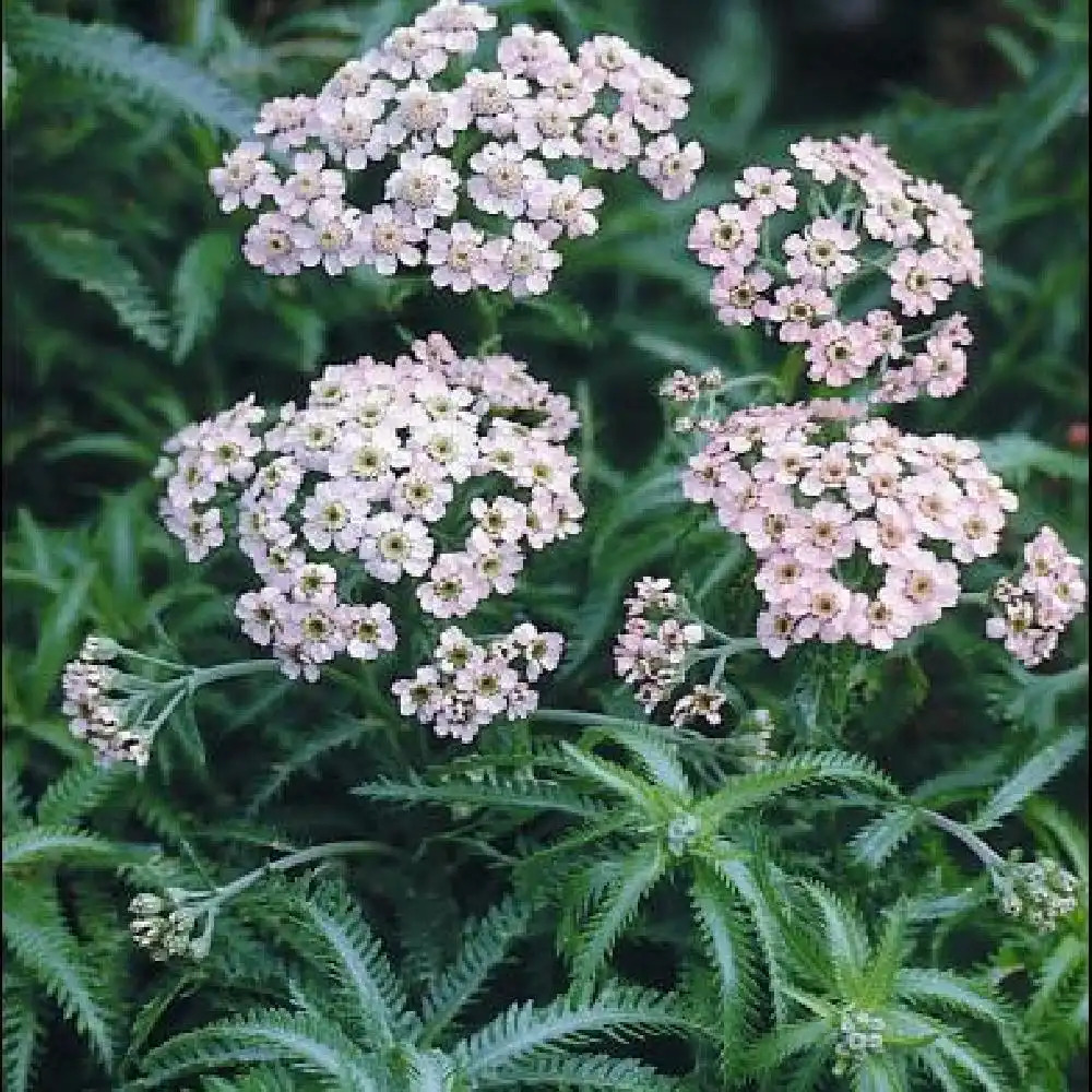 Achillea millefolium 'White Beauty' - Vente Achillée millefeuille blanche