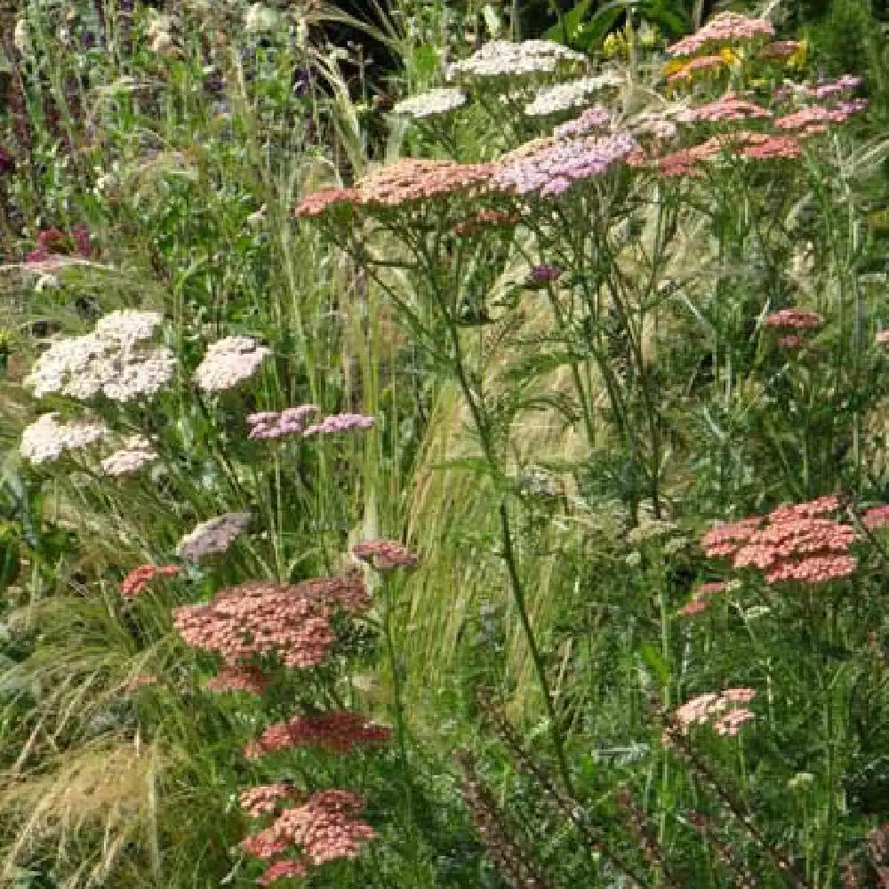 ACHILLEA 'Summer Pastels'