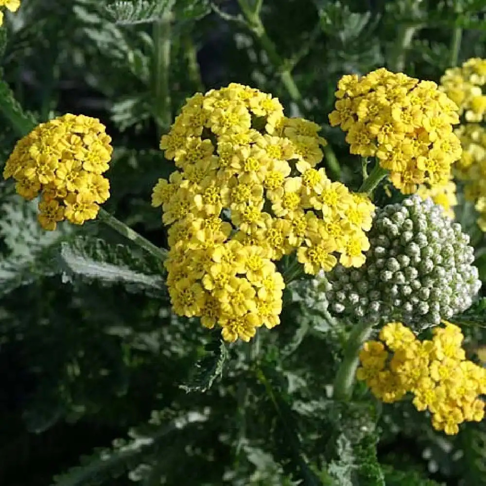 ACHILLEA 'Sunny Seduction'