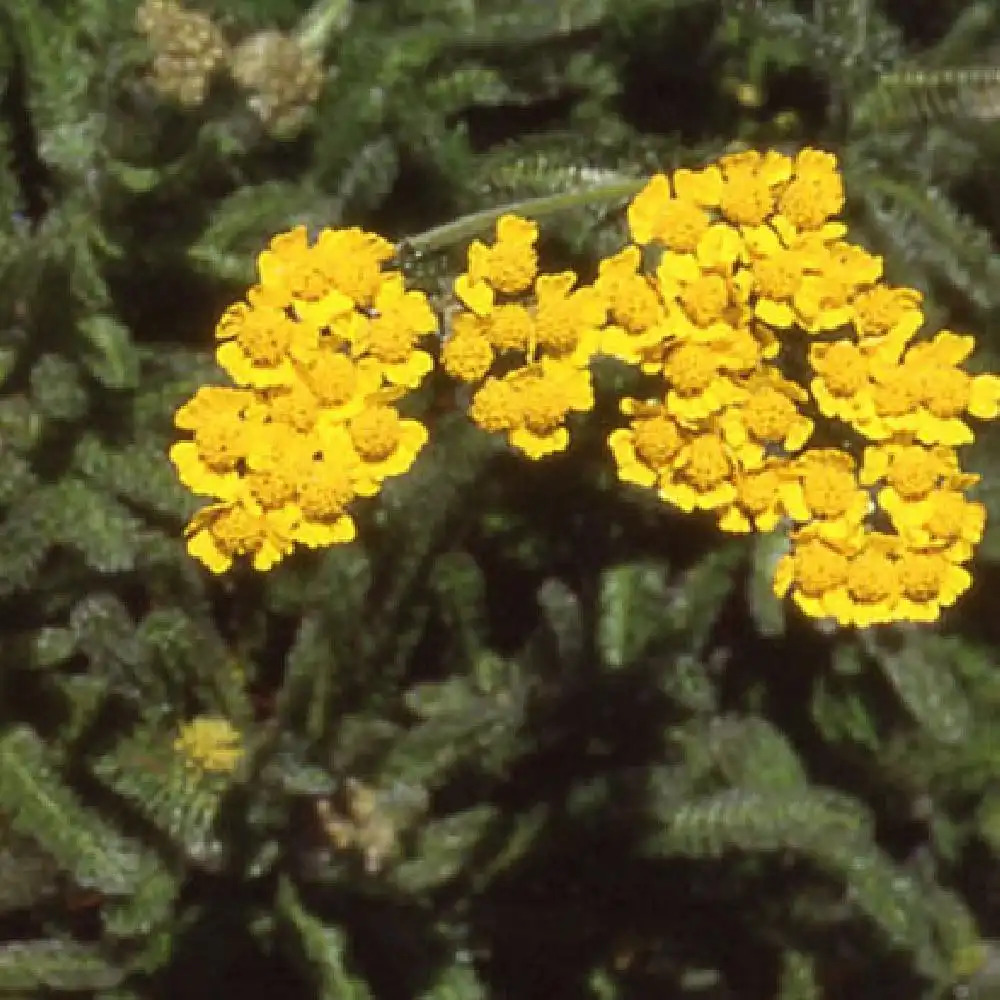 ACHILLEA tomentosa 'Aurea'