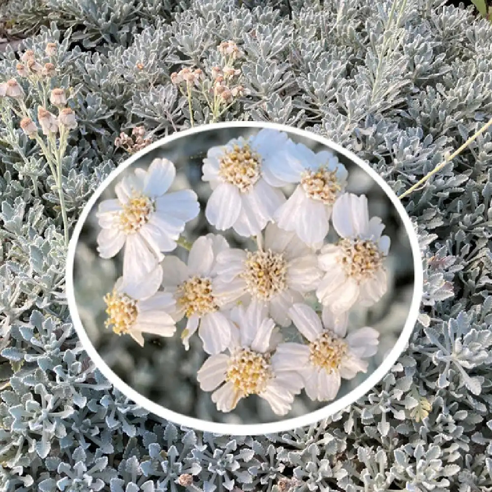 ACHILLEA umbellata