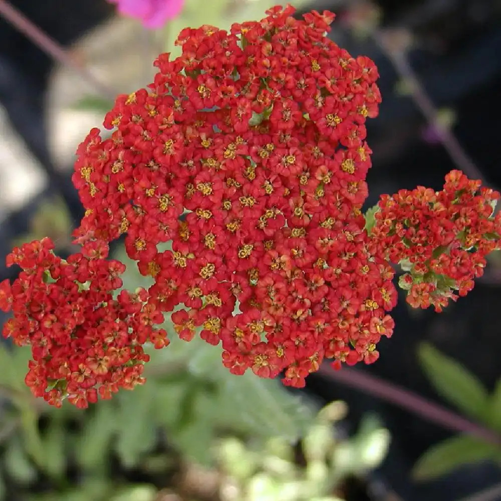 ACHILLEA 'Walther Funcke'