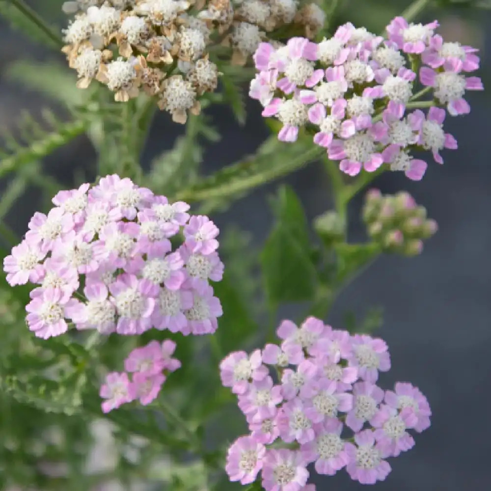 ACHILLEA 'Wonderfull Wanpee'