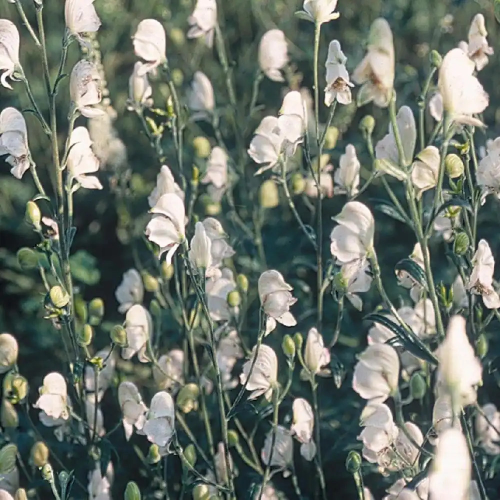 ACONITUM napellus 'Rubellum'