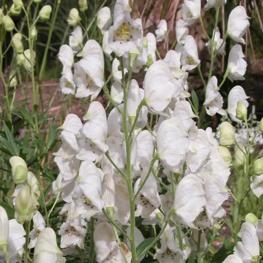 ACONITUM napellus 'Schneewittchen'