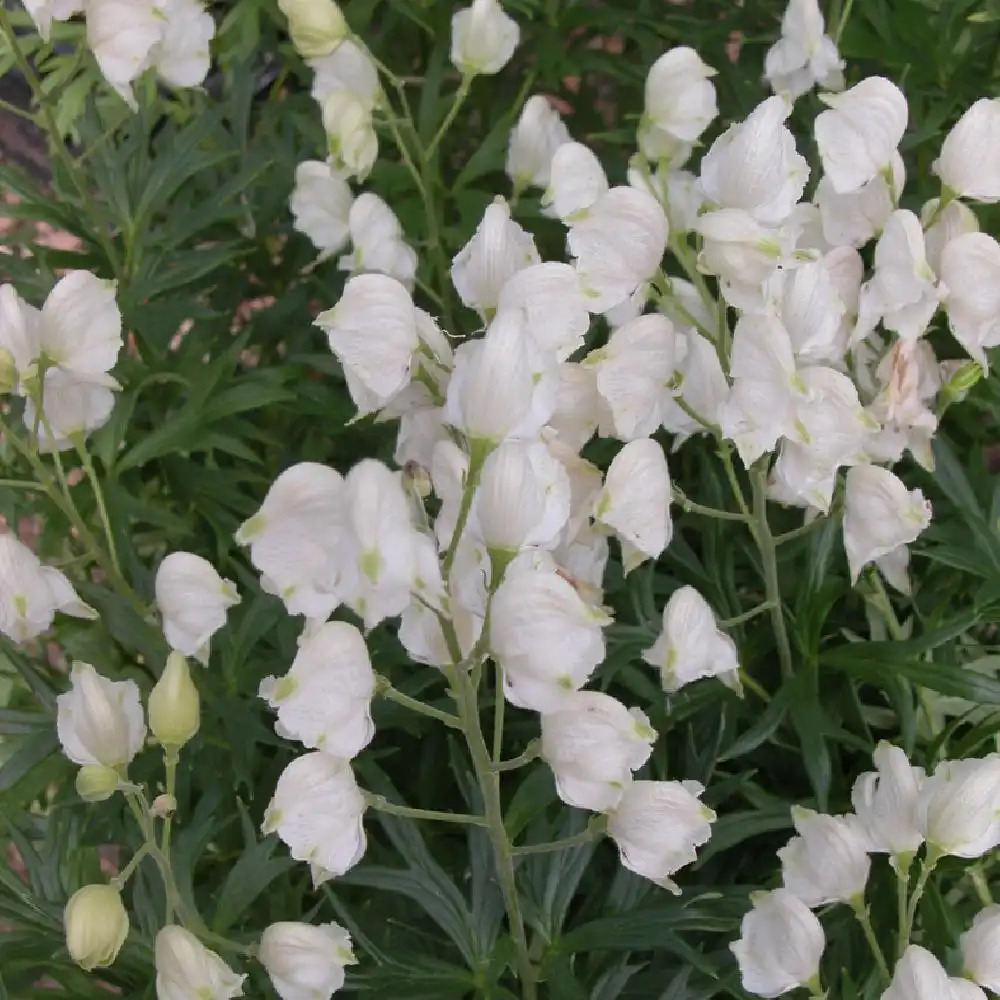 ACONITUM napellus 'Schneewittchen'.' image 2