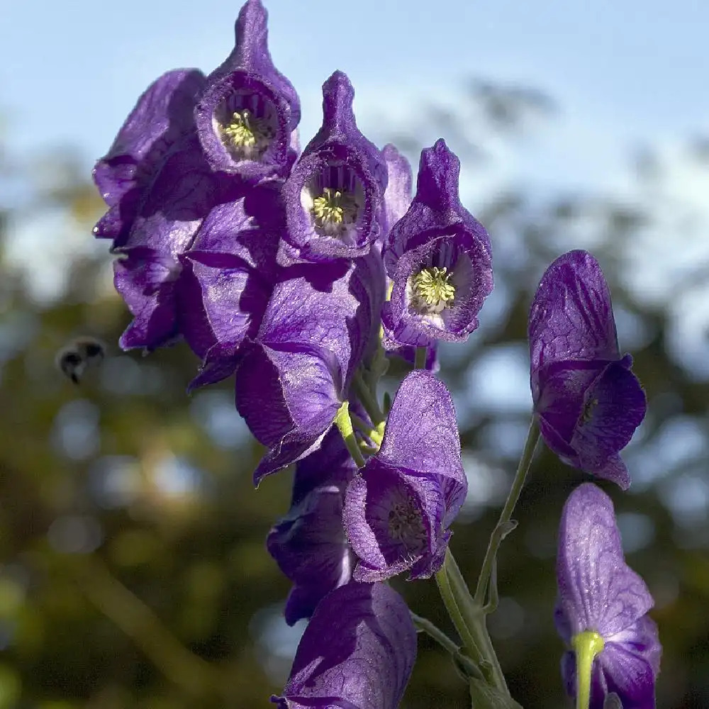 ACONITUM napellus